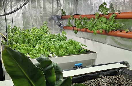 Aquaponics - odling av basilika
